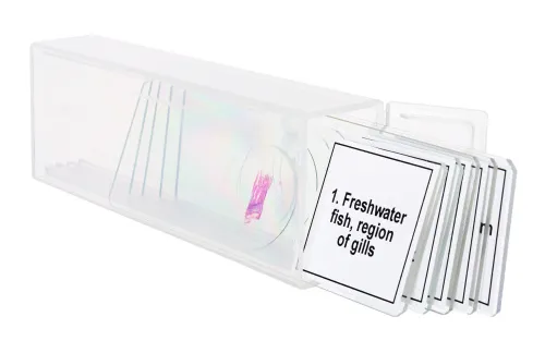 снимка Набор от микропрепарати Levenhuk Discovery Prof DPS 5. „Земноводни“,  5