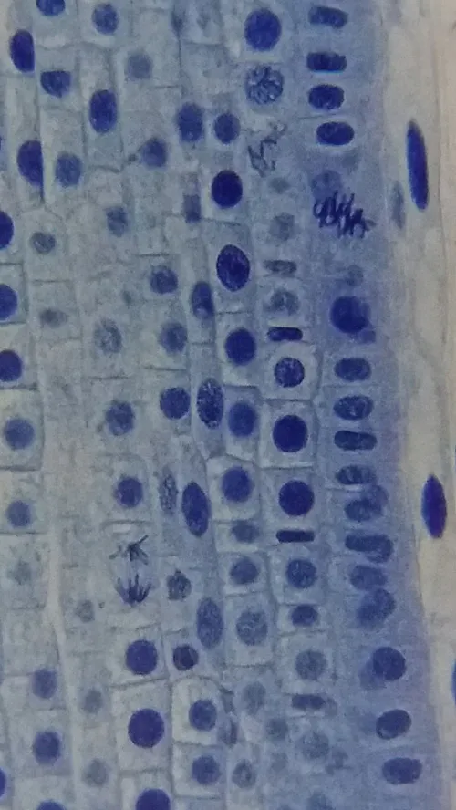 снимка Микроскоп Bresser Erudit Basic 40–400x,  19