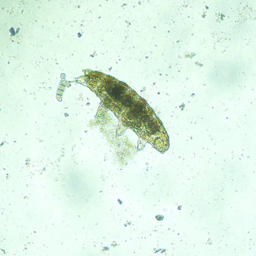 фотография Биологичен инвертиран цифров микроскоп MAGUS Bio VD300,  18