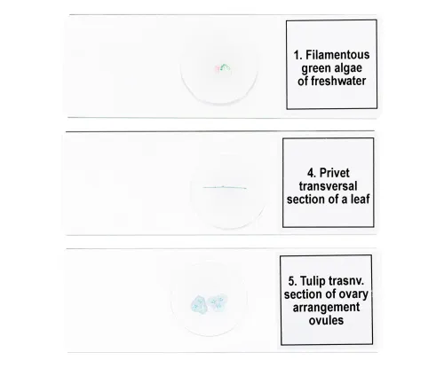 картинка Набор от микропрепарати Levenhuk Discovery Prof DPS 5. „Биология“,  6