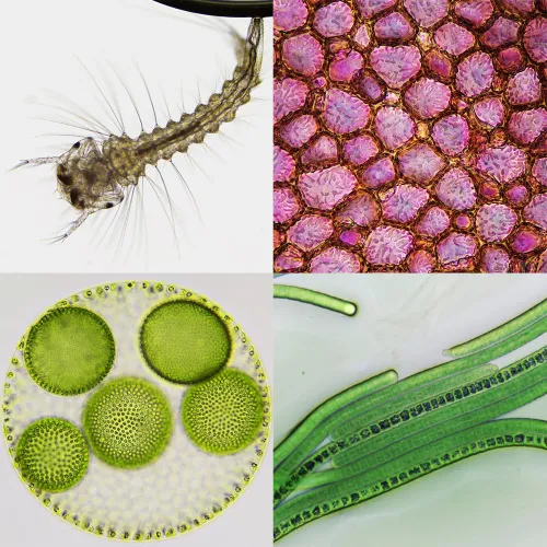 фотография Микроскоп Bresser Science Infinity ,  4