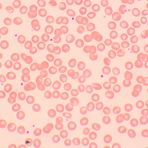 изображение Биологичен цифров микроскоп MAGUS Bio D250TL LCD,  29