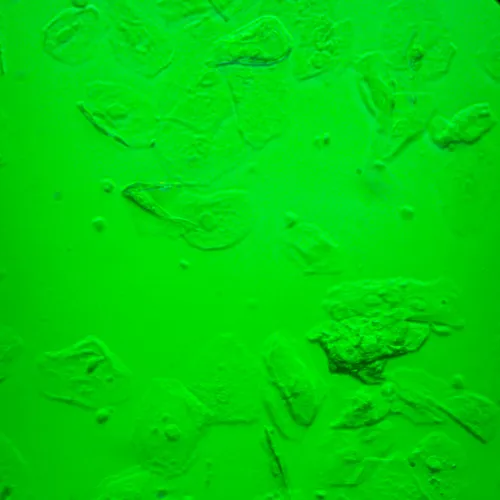 фотография Биологичен инвертиран микроскоп MAGUS Bio V360,  25