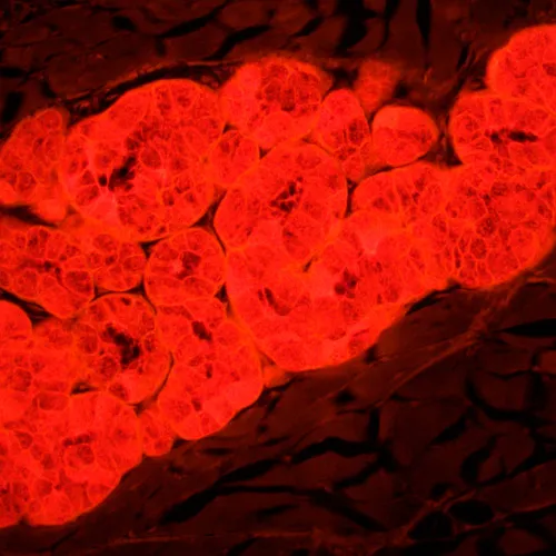 снимка Флуоресцентен микроскоп MAGUS Lum 450L,  25