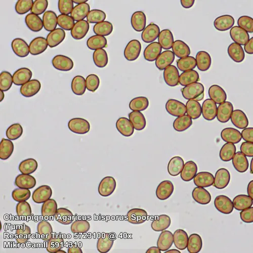 снимка Микроскоп Bresser Researcher Trino 40–1000x,  13