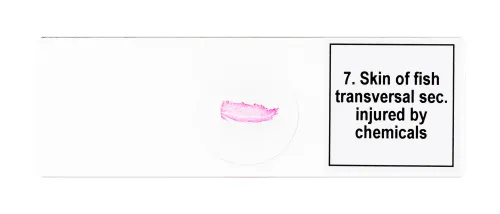 изображение Набор от микропрепарати Levenhuk Discovery Prof DPS 25. „Биология, птици и др.“,  9