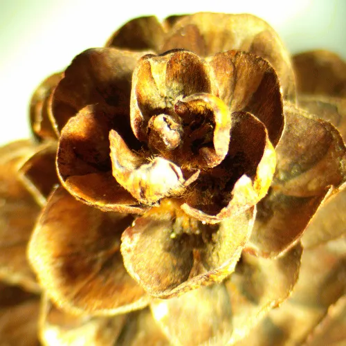 картинка Стереомикроскоп MAGUS Stereo A18T,  2