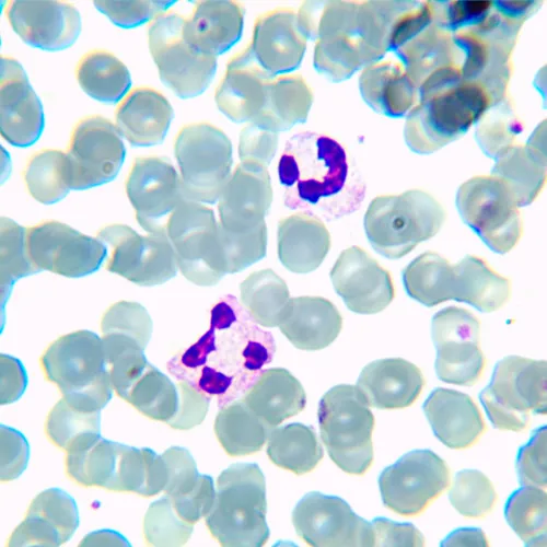 изображение Биологичен микроскоп MAGUS Bio 230TL,  20