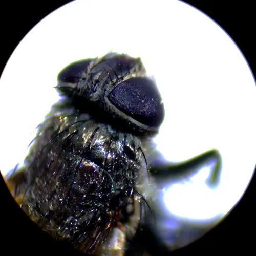 картинка Стереомикроскоп MAGUS Stereo A10,  18