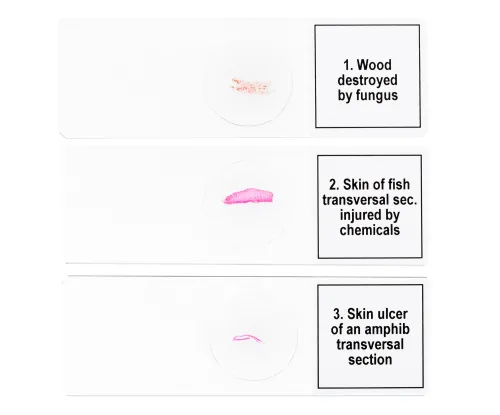 изображение Набор от микропрепарати Levenhuk Discovery Prof DPS 5. „Мутации“,  6