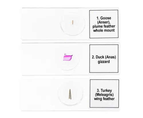 фотография Набор от микропрепарати Levenhuk Discovery Prof DPS 5. „Птици“,  6