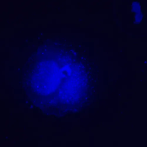 изображение Флуоресцентен инвертиран цифров микроскоп MAGUS Lum VD500L,  24