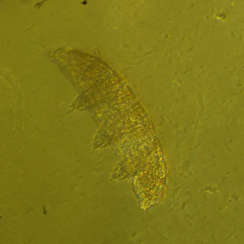 фотография Биологичен инвертиран микроскоп MAGUS Bio V360,  24