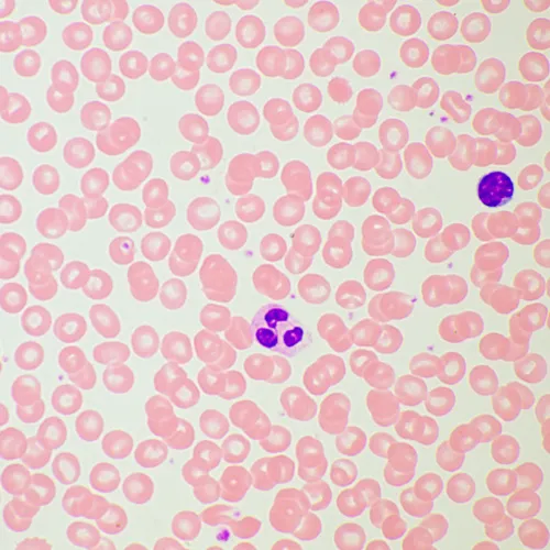 изображение Биологичен микроскоп MAGUS Bio 260T,  21