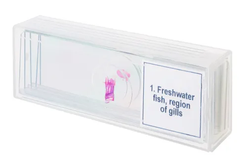 снимка Набор от микропрепарати Levenhuk Discovery Prof DPS 5. „Земноводни“,  4