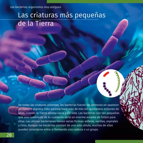 снимка Познавателна книга „Невидимият свят“,  4