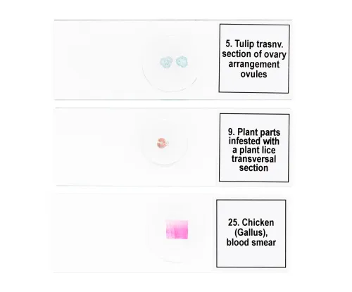 изображение Набор от микропрепарати Levenhuk Discovery Prof DPS 25. „Биология, птици и др.“,  8