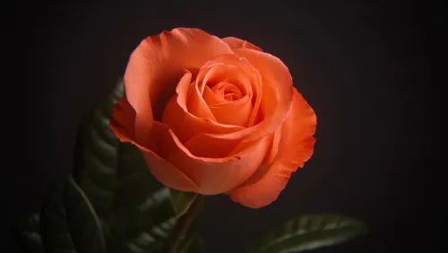 снимка Фототелескоп Levenhuk Kelvin MAK60 mini AZ,  17