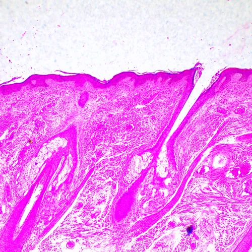 фотография Биологичен микроскоп MAGUS Bio 290T,  23