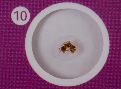 фотография Комплект подготвени проби от живи същества Levenhuk LabZZ C12,  6