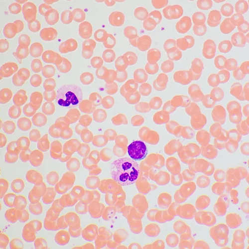 изображение Биологичен микроскоп MAGUS Bio 270T,  25