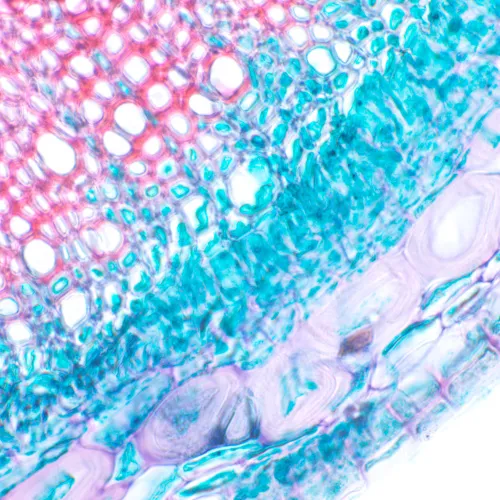 снимка Биологичен микроскоп MAGUS Bio 230B,  21