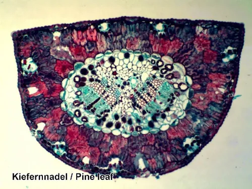 картинка Подготвени проби Bresser, комплект 50 бр., с калъф,  4