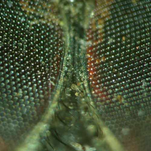 картинка Стереомикроскоп MAGUS Stereo A18T,  5