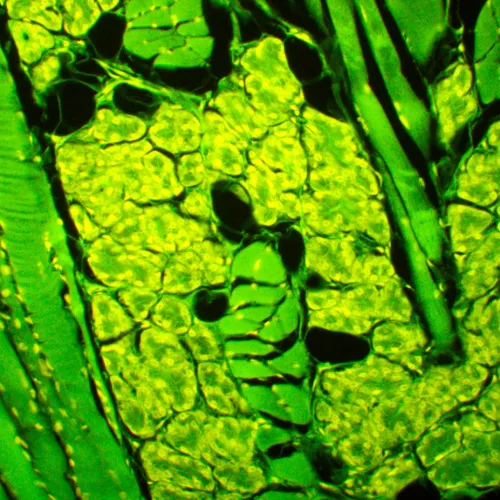 снимка Флуоресцентен микроскоп MAGUS Lum 450L,  23