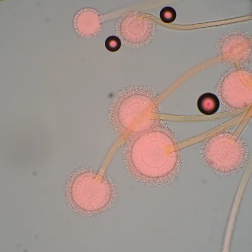 изображение Биологичен микроскоп MAGUS Bio 270T,  22