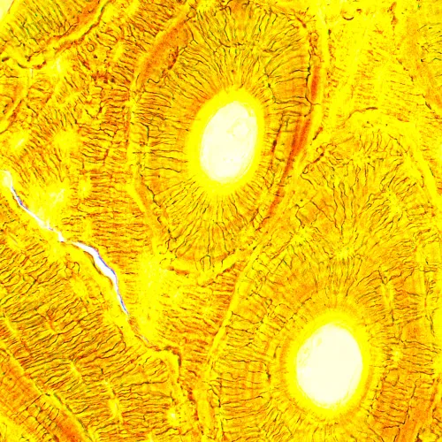 фотография Биологичен цифров микроскоп MAGUS Bio D250T,  28