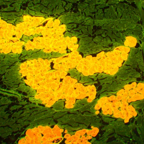 снимка Флуоресцентен микроскоп MAGUS Lum 450L,  22