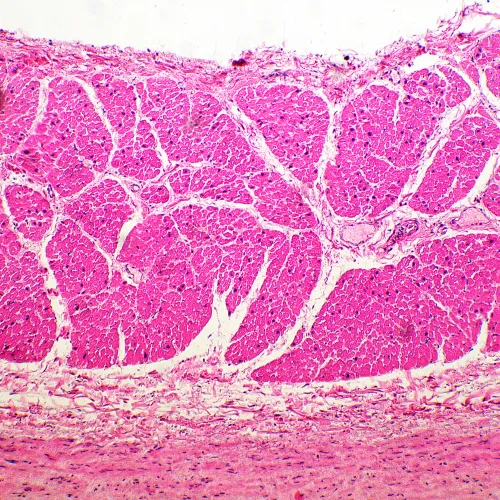 снимка Биологичен цифров микроскоп MAGUS Bio D260T LCD,  26