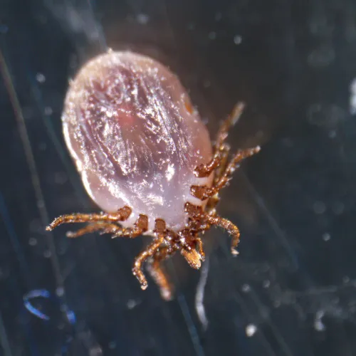 картинка Стереомикроскоп MAGUS Stereo A18T,  4