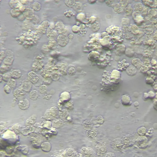 картинка Устройство за работа с контраст с модулация на Хофман MAGUS HCM360, с комплект обективи,  15