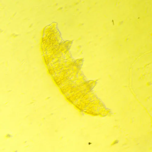 картинка Биологичен инвертиран цифров микроскоп MAGUS Bio VD350,  25