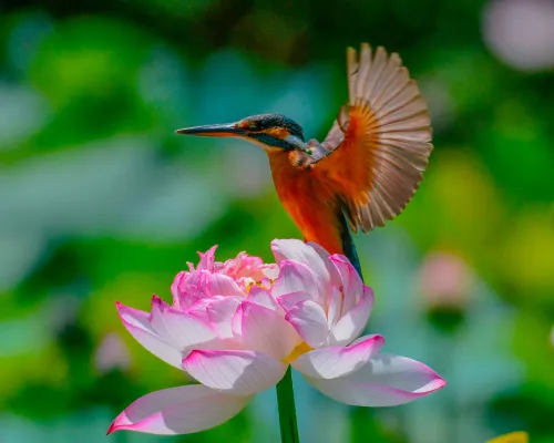 снимка Фототелескоп Levenhuk Kelvin MAK60 mini AZ,  14