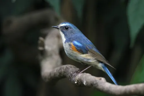 фотография Фототелескоп Levenhuk Kelvin MAK80 AZ,  15