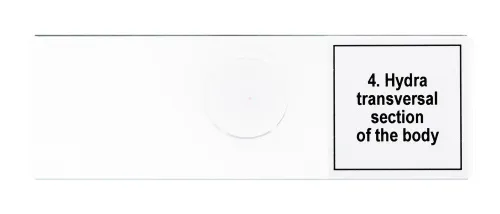 снимка Набор от микропрепарати Levenhuk Discovery Prof DPS 5. „Живот в капка вода“,  8