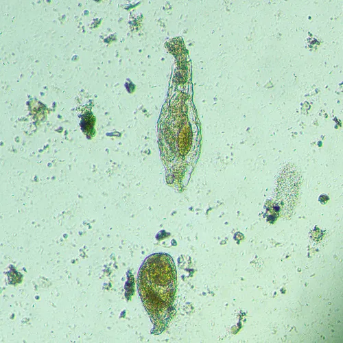 фотография Биологичен инвертиран цифров микроскоп MAGUS Bio VD300 LCD,  20