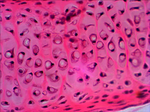 изображение Комплект подготвени проби Levenhuk N20 NG,  10