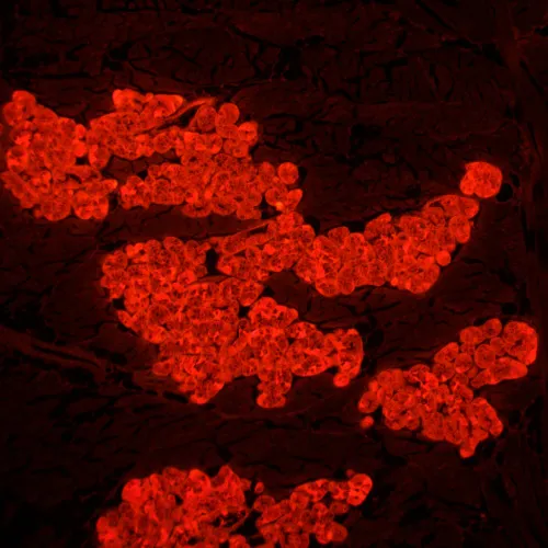 снимка Флуоресцентен микроскоп MAGUS Lum 450L,  24