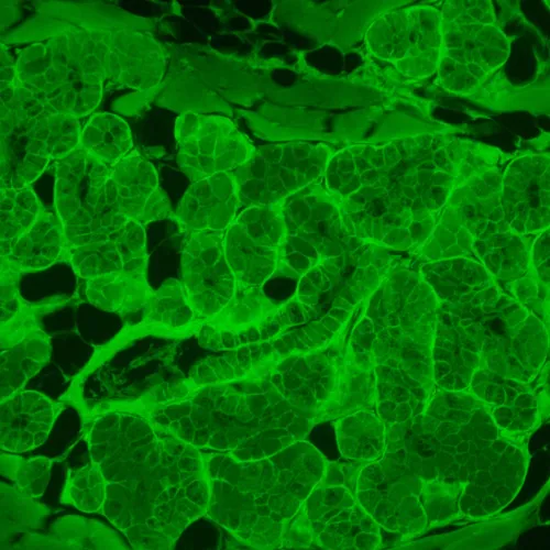 изображение Флуоресцентен инвертиран цифров микроскоп MAGUS Lum VD500L,  22