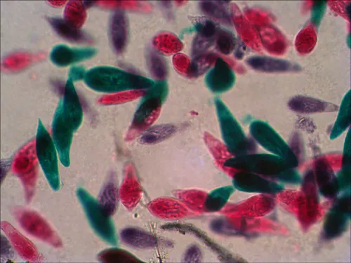 изображение Комплект подготвени проби Levenhuk N38 NG,  12
