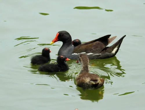 фотография Фототелескоп Levenhuk Kelvin MAK80 AZ,  17