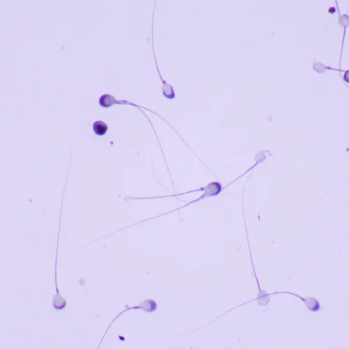 изображение Биологичен микроскоп MAGUS Bio 260T,  23