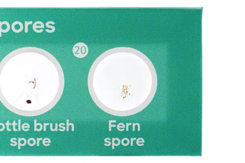 картинка Комплект подготвени проби Levenhuk Discovery Flora 12,  4