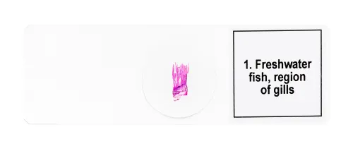 снимка Набор от микропрепарати Levenhuk Discovery Prof DPS 5. „Земноводни“,  7