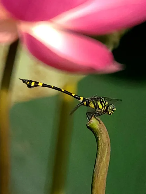 фотография Фототелескоп Levenhuk Kelvin MAK80 AZ,  16