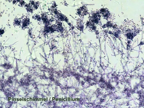картинка Подготвени проби Bresser, комплект 50 бр., с калъф,  3